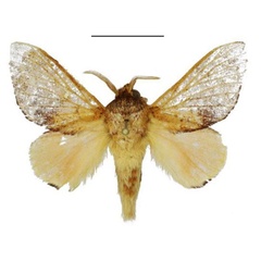 /filer/webapps/moths/media/images/E/extenuata_Hypotrabala_PTM_ANHRT.jpg