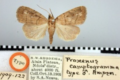 Athetis camptogramma