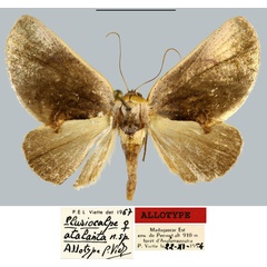/filer/webapps/moths/media/images/A/atalanta_Plusiocalpe_AT_MNHN.jpg