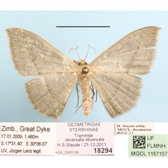 /filer/webapps/moths/media/images/O/obversata_Traminda_A_MGCL_01.jpg