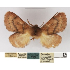 /filer/webapps/moths/media/images/L/lineadentata_Pseudolyra_AF_NHMUK_02.jpg