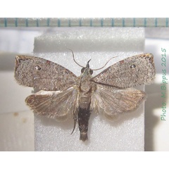 /filer/webapps/moths/media/images/O/ocellata_Cosmorrhyncha_A_Bippus_02.jpg