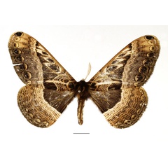 /filer/webapps/moths/media/images/T/tanzaniensis_Dactyloceras_AM_Basquin.jpg