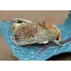 /filer/webapps/moths/media/images/C/congregarius_Diapalpus_A_Voaden.jpg