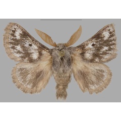/filer/webapps/moths/media/images/N/nobilorum_Trichiurana_AM_NMB.jpg