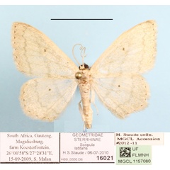 /filer/webapps/moths/media/images/L/latitans_Scopula_A_MGCLa_01.JPG