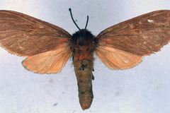 Metarctia rubribasa
