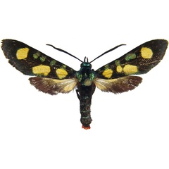 /filer/webapps/moths/media/images/H/hypparchus_Marmax_AM_MCJM.jpg