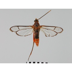 /filer/webapps/moths/media/images/P/pyrosoma_Tipulamima_HT_BMNHa.jpg