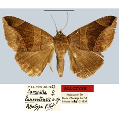 /filer/webapps/moths/media/images/L/laurentensis_Caranilla_AT_MNHN.jpg