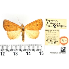 /filer/webapps/moths/media/images/T/tritonias_Raparna_HT_BMNH.jpg