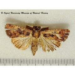 /filer/webapps/moths/media/images/O/opposita_Feliniopsis_A_OUMNH.jpg
