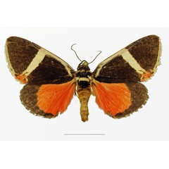 /filer/webapps/moths/media/images/E/euclidica_Colbusa_AM_Basquin_02a.jpg