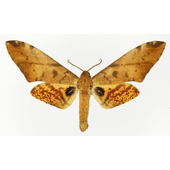 /filer/webapps/moths/media/images/S/stigmatica_Platysphinx_AM_Basquin_02.jpg