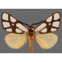 /filer/webapps/moths/media/images/R/reticulata_Anaphe_AM_Mueller_02.jpg