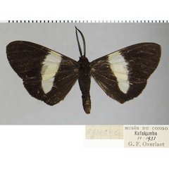 /filer/webapps/moths/media/images/A/agenoria_Pitthea_AM_ZSMa.jpg