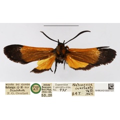 /filer/webapps/moths/media/images/O/overlaeti_Netrocera_AT_NHMUK.jpg