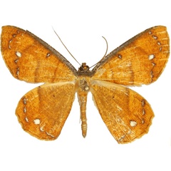 /filer/webapps/moths/media/images/C/croesaria_Melinoessa_AM_MCJM.jpg
