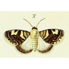 /filer/webapps/moths/media/images/C/caffraria_Acontia_Cramer2_147_F.jpg