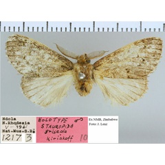 /filer/webapps/moths/media/images/G/griseola_Stauropida_HT_NMB.jpg