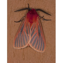 /filer/webapps/moths/media/images/L/lateritia_Metarctia_A_Roland_01_r0Whk3j.jpg