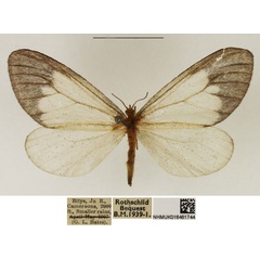 /filer/webapps/moths/media/images/A/albabasis_Staphylinochrous_A_NHMUK_04.jpg