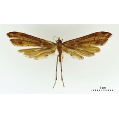 /filer/webapps/moths/media/images/S/stanleyi_Platyptilia_HT_BMNH.jpg