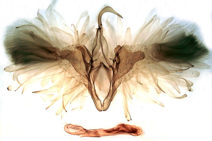 /filer/webapps/moths/media/images/L/lancinata_Abseudrapa_GMHT_Berio-764.jpg