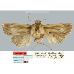 /filer/webapps/moths/media/images/C/chojnackii_Dorstiana_HT_MNHN.jpg