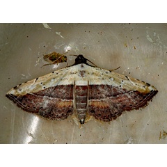 /filer/webapps/moths/media/images/L/latifera_Corgatha_A_Roland_01_R3RnYEc.jpg