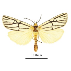 /filer/webapps/moths/media/images/N/nigroradians_Conotalis_AM_ANHRTa.JPG
