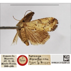 /filer/webapps/moths/media/images/D/diplogramma_Naranga_HT_NHMUK.jpg