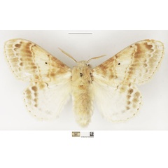 /filer/webapps/moths/media/images/M/magna_Eucraera_AF_NHMUK.jpg