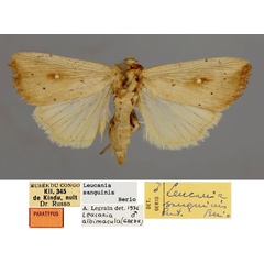 /filer/webapps/moths/media/images/S/sanguinis_Leucania_PT_RMCAa.jpg