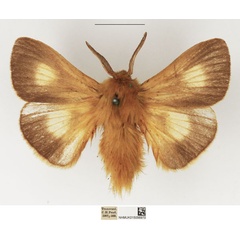 /filer/webapps/moths/media/images/M/monticola_Mesocelis_AF_NHMUK.jpg