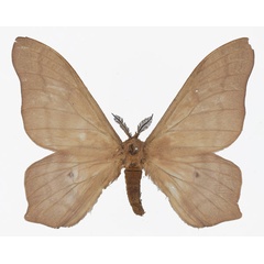 /filer/webapps/moths/media/images/B/butyrospermi_Cirina_AM_Basquina.jpg