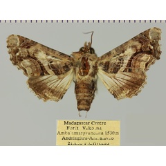 /filer/webapps/moths/media/images/G/gaedei_Eutelia_AF_MNHNa.jpg