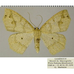 /filer/webapps/moths/media/images/T/termininota_Epigynopteryx_AF_ZSM.jpg