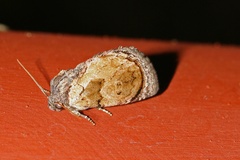 Paracroria griseocincta