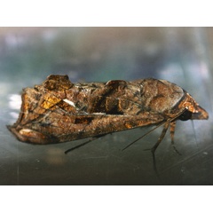 /filer/webapps/moths/media/images/P/provocans_Oraesia_A_Roland_01.jpg
