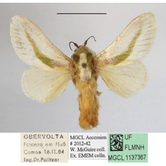 /filer/webapps/moths/media/images/L/loxotoma_Latoia_A_MGCLa_01.JPG