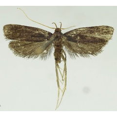 /filer/webapps/moths/media/images/V/vernaculella_Thubdora_AM_SDEI_01.jpg