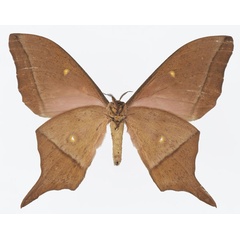 /filer/webapps/moths/media/images/L/longicaudata_Imbrasia_AM_Basquinb.jpg