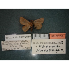 /filer/webapps/moths/media/images/L/limbata_Phorma_HT_RMCA_02.jpg