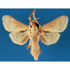 /filer/webapps/moths/media/images/I/isiroensis_Haberlandia_HT_RMCA_Nk9FyNu.jpg
