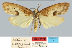 Exilisia pseudoplacida