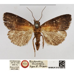 /filer/webapps/moths/media/images/M/micropis_Eustrotia_HT_NHMUK.jpg