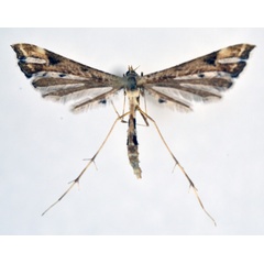 /filer/webapps/moths/media/images/F/farfarellus_Platyptilia_A_NHMO_01.jpg