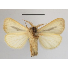 /filer/webapps/moths/media/images/R/rhabdophora_Roppa_A_MGCLb_01.JPG