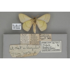 /filer/webapps/moths/media/images/L/lambourni_Trabala_HTM_OUMNHb_01.jpg